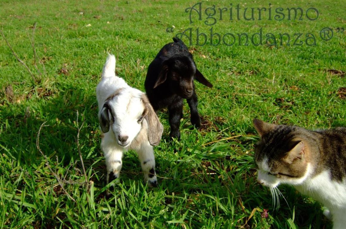 Agriturismo Abbondanza Villa อัลเบโรเบลโล ภายนอก รูปภาพ